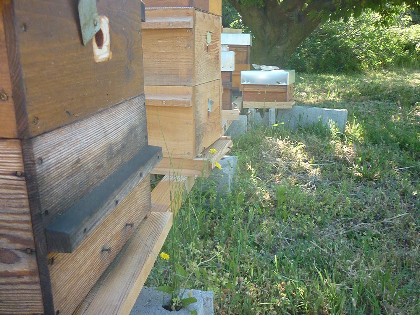Le rucher voconce — photo 2